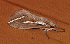 Abantiades latipennis