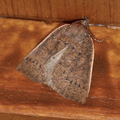 Authaemon stenonipha