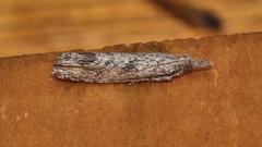 Holocola thalassinana