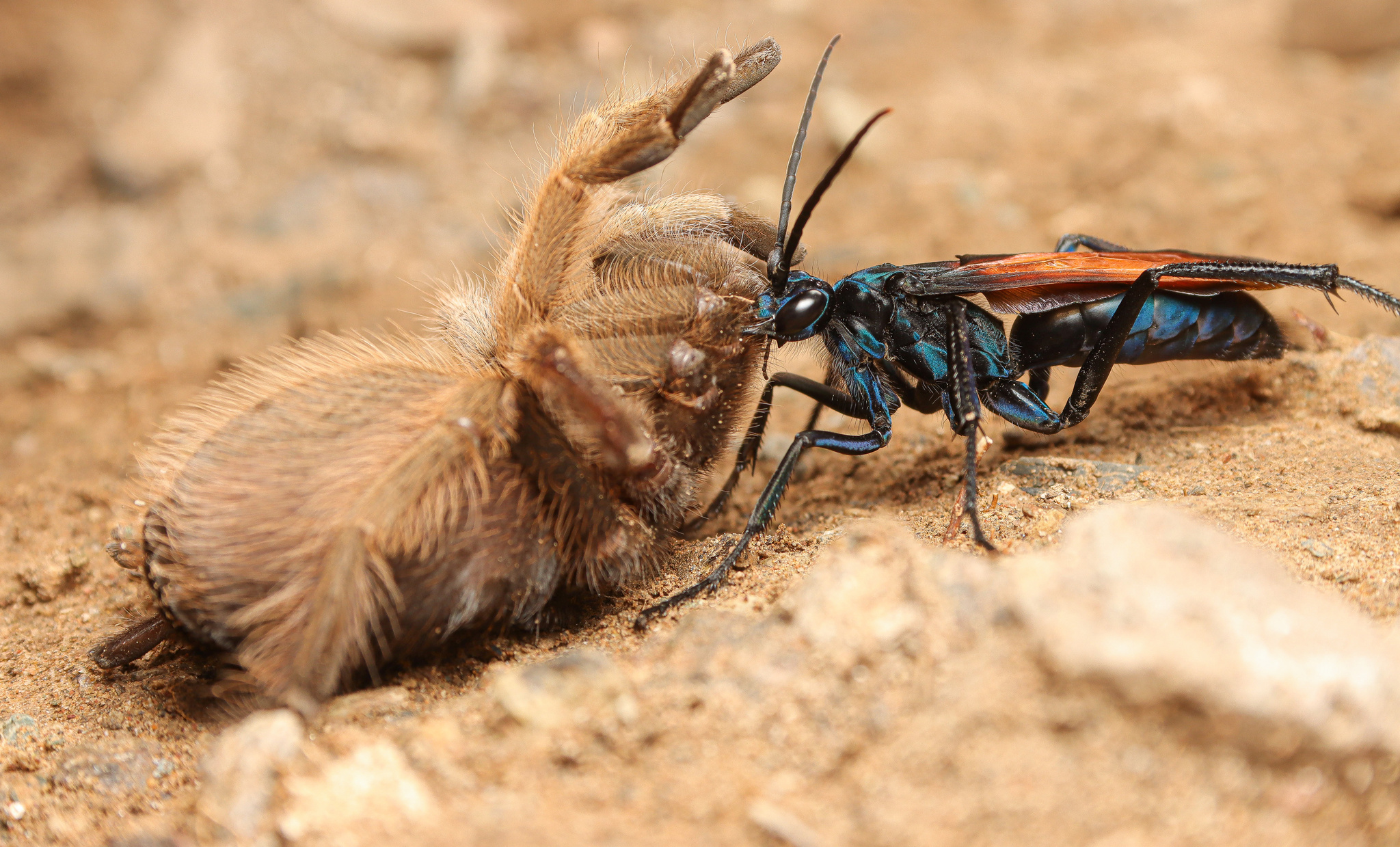 Tarantula Hawk