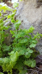 Adiantum excisum