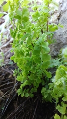 Adiantum excisum