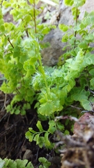 Adiantum excisum