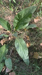 Cynoglossum officinale