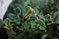 Salpichroa glandulosa