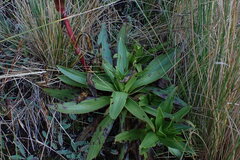 Gentianella montesinosii