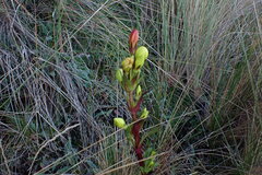 Gentianella montesinosii