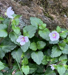 Veronica oligosperma