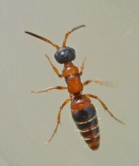 Myrmosa atra