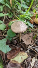 Entoloma conferendum