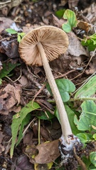 Entoloma conferendum