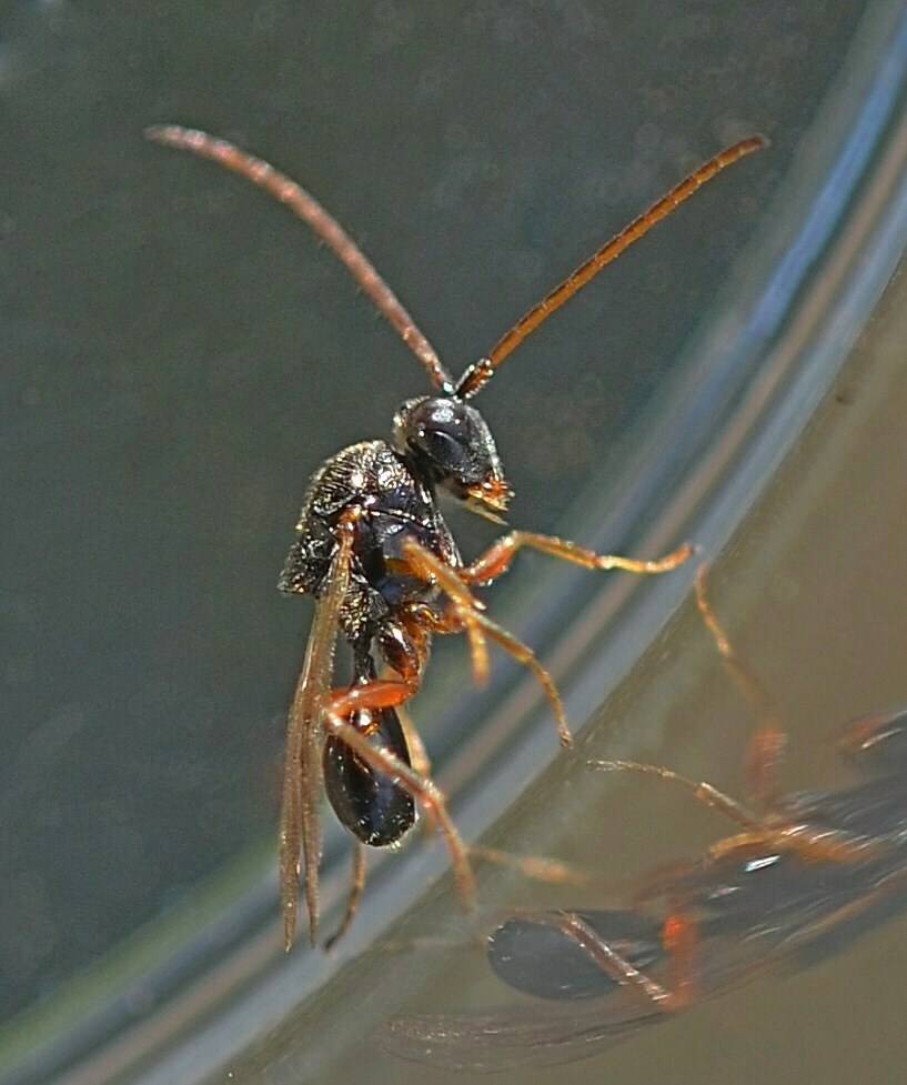 Xyalaspis petiolata