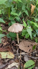Entoloma conferendum