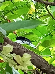 Papilio rumanzovia