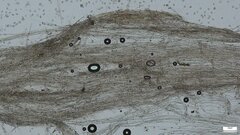 Entoloma conferendum