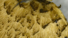 Entoloma conferendum