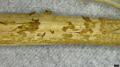 Entoloma conferendum