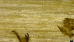 Entoloma conferendum