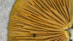 Entoloma conferendum