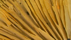 Entoloma conferendum
