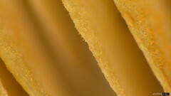 Entoloma conferendum