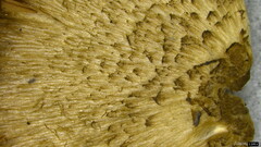 Entoloma conferendum