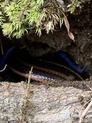 Plestiodon finitimus