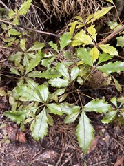 Pseudopanax discolor