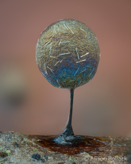 Lamproderma arcyrioides