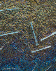 Lamproderma arcyrioides