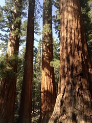 Sequoiadendron