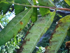 Gymnosporangium cornutum