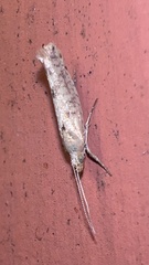Ypsolopha cervella