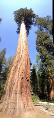 Sequoiadendron
