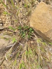 Dichanthelium columbianum