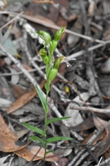 Pterostylis flavovirens