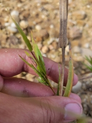 Dichanthelium columbianum