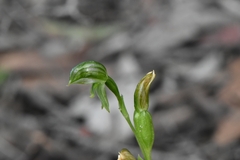 Pterostylis flavovirens