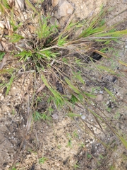 Dichanthelium columbianum