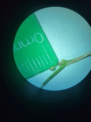 Dichanthelium columbianum