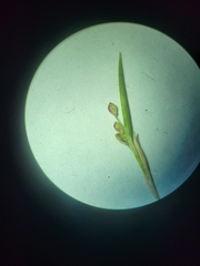 Dichanthelium columbianum
