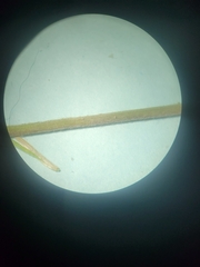 Dichanthelium columbianum