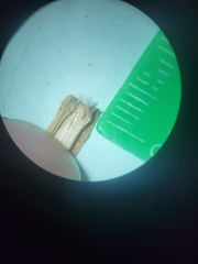 Dichanthelium columbianum