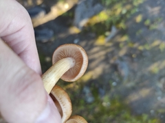 Fungi