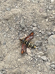 Synanthedon chrysidipennis