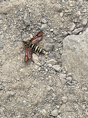 Synanthedon chrysidipennis