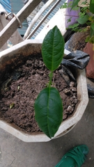 Artocarpus heterophyllus