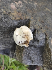 Fungi