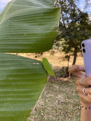 Zabalius ophthalmicus