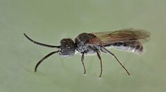 Myrmosa atra